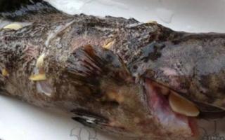 雪斑鱼的功效与作用 雪斑鱼的营养价值