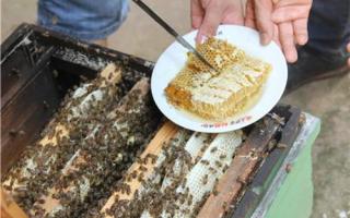 蜂胶吃了有什么好处 蜂胶的功效与作用