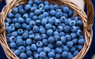 新鲜的蓝莓果如何吃 鲜蓝莓怎么吃好吃