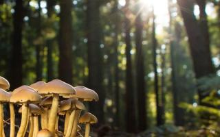 如何选蘑菇 蘑菇怎么保存