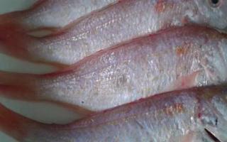 红衫鱼的功效与作用 红衫鱼的营养价值