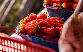 激素草莓什么样 吃了激素草莓有什么危害