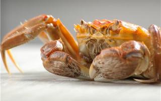 活螃蟹怎么去除内脏 吃螃蟹不能吃什么