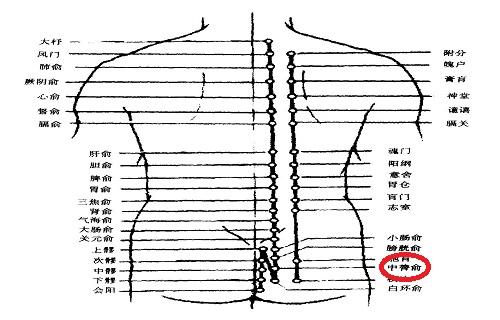 中膂俞