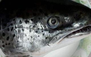 三文鱼头的功效与作用 三文鱼的营养价值