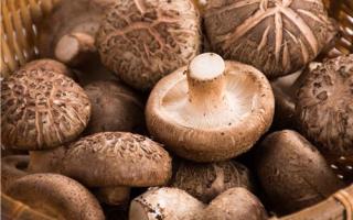 春季吃什么菌类好 蘑菇是吃新鲜的还是吃干的