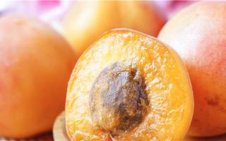 杏子怎么吃最好 杏子的吃法有哪些