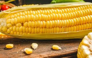 哺乳期可以吃玉米吗 哺乳期吃玉米有什么好处