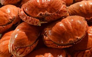 螃蟹用冷水还是开水煮 螃蟹热水煮多长时间