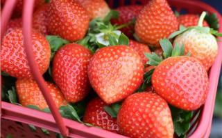 糖尿病可以吃草莓吗 糖尿病适合吃哪些水果