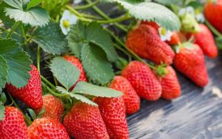 草莓桑葚可以一起吃吗 草莓和桑葚一起吃有什么好处