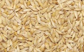 大麦的营养价值及功效 