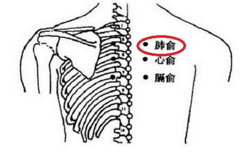 肺俞穴名解析