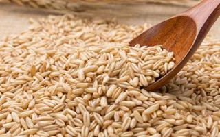 吃燕麦可以减肥吗 燕麦的热量高吗