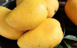 为什么吃芒果嘴巴痒 芒果引起过敏的原因是什么