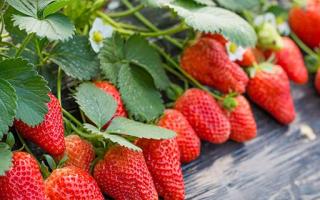 草莓怎么挑选好吃的 教大家怎么挑选好吃的草莓