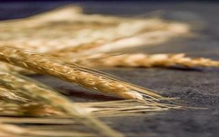 小麦和大麦有什么区别 小麦和大麦哪个营养高