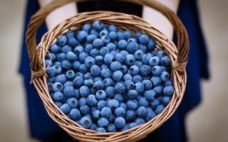 怎么挑选新鲜蓝莓 蓝莓怎么洗才干净