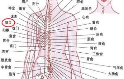 膈关疼痛是什么原因 膈关的准确位置图片 