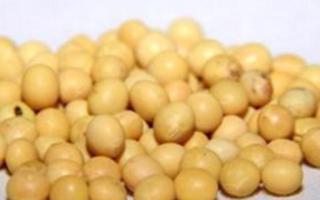 黄豆有什么营养 黄豆功效与作用及禁忌