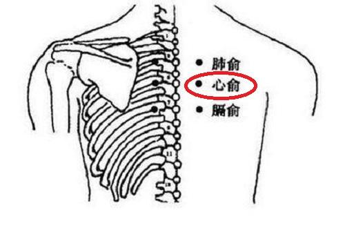 心俞简单准确位置图片图片