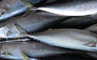 鲐鱼的功效与作用 鲐鱼的营养价值