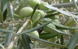 橄榄发白霉可不可以吃 橄榄菜发霉了能吃吗