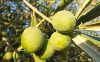 吃青橄榄可以减肥吗 橄榄的热量高吗