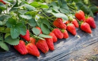 草莓一次吃多少最好 草莓一天吃多少比较好
