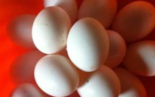 鸽子蛋煮多久 鸽子蛋煮熟是透明的吗