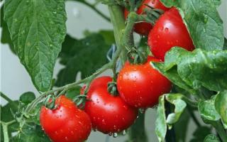 西红柿怎样吃好 吃西红柿有什么禁忌