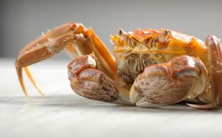 肺结核能吃螃蟹吗 螃蟹有什么营养价值