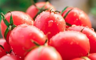 小番茄是不是转基因 千禧小番茄是转基因吗