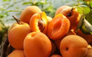 杏子和黄桃是一种水果吗 杏子和黄桃的区别