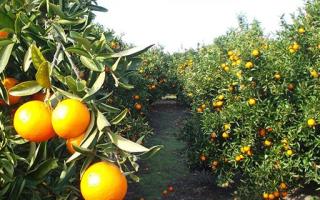 橘子怎么保存 如何更长时间保存橘子