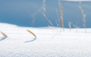 大雪节气是哪天 大雪三候的意思