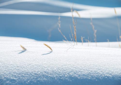 大雪