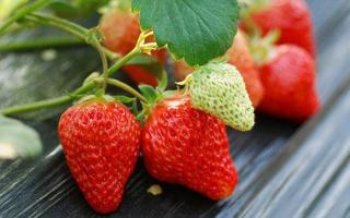 草莓有什么营养 草莓吃了有什么功效