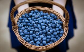 鲜蓝莓一天吃多少为宜 蓝莓吃多了会怎么样