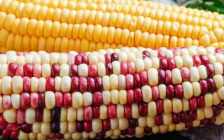 彩色玉米是转基因吗 彩色玉米品种有哪些