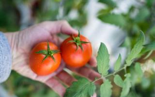 早上空腹吃番茄能减肥吗 早上空腹吃番茄有什么危害
