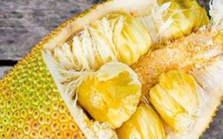 菠萝蜜哪个部位能吃图解 菠萝蜜的核能吃吗