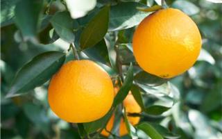 吃橙子有什么好处 甜橙功效与作用