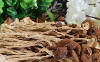 吃茶树菇有什么功效 茶树菇有什么营养
