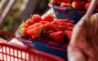 草莓跟芒果可以一起吃吗 吃完草莓可以吃芒果吗