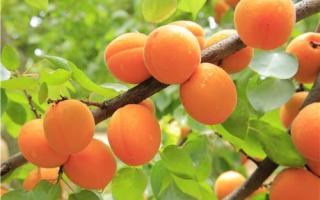 杏是什么季节的水果 没有成熟的杏子能吃吗