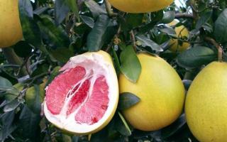 红心柚子能造假吗 红心柚子是不是转基因