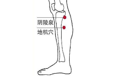 阴倰泉的准确位置图片图片