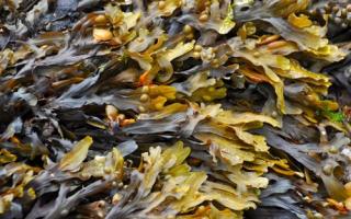 吃海藻有什么好处 海藻和什么一起吃好