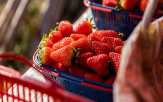 草莓是几月份的水果 什么时候吃草莓最好